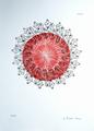 TMV-Tabakmosaikvirus