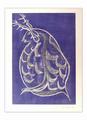 Daphnia-pulex