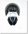 Limulus-II